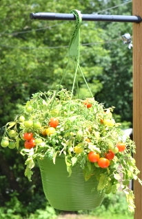 hanging tomato basket